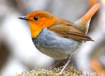 Виктор Мочалов: Зарянка и спорт. Какая связь?