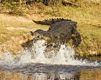 В ЮАР крокодил убил гольфиста, собиравшего мячи для гольфа со дна водоема